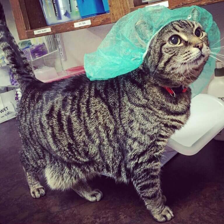 Pet Surgery Procedures - All Creatures Animal Hospital